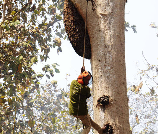 रहस्यमयी सुंदरबन - बोन बीबी, दक्षिण राय और जंगल