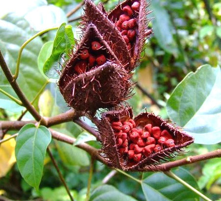 Sindoor Seed | Annatto Seed | 50 gm | Bixa Orellana